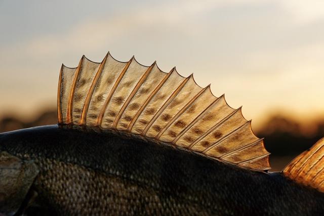 Shore Fishing for Walleye