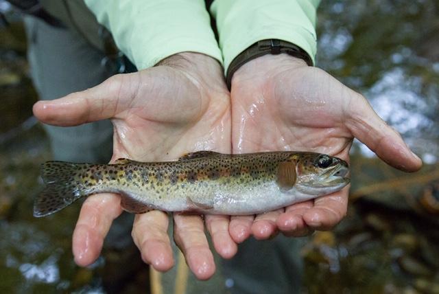 Trout Recipe