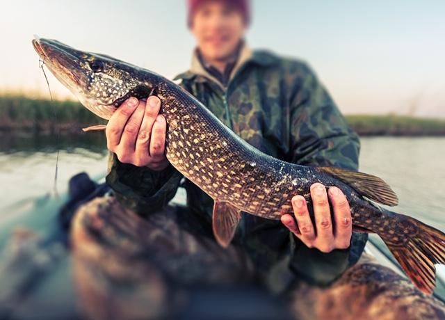 Fisherman holding big pike