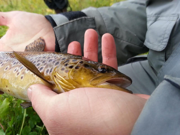 Rainbow Trout